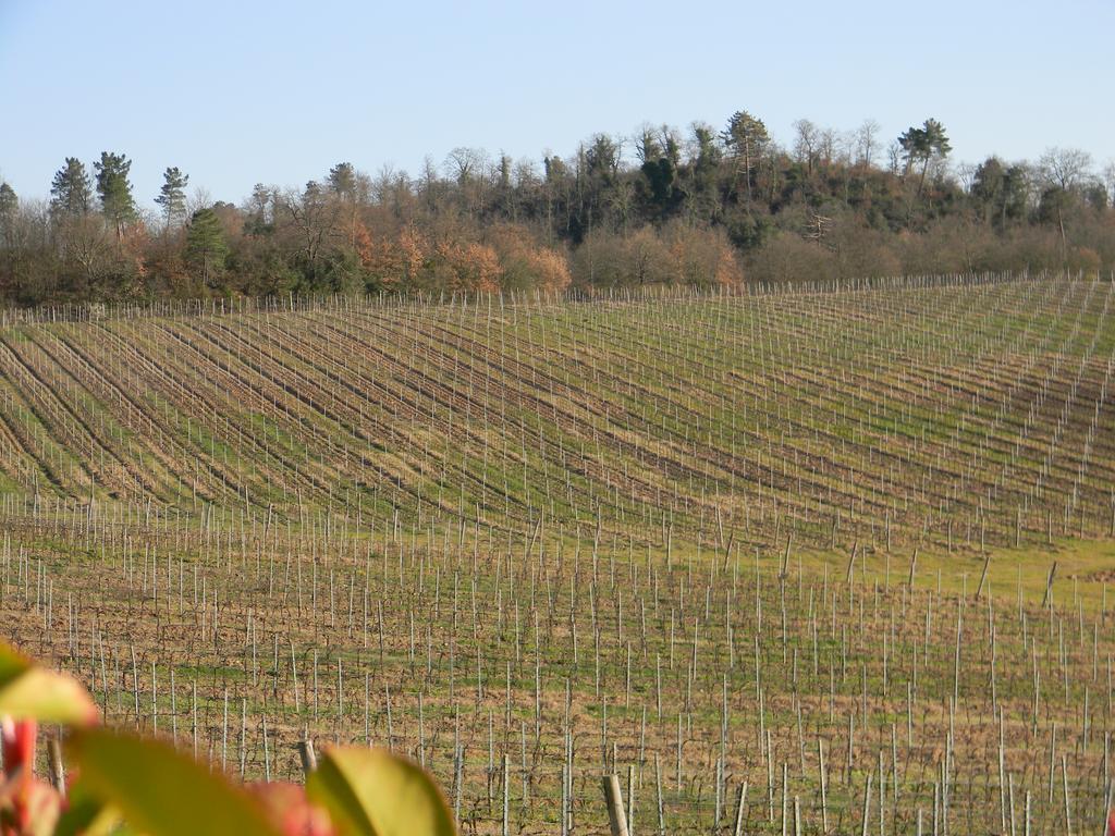 Agriturismo Podere La Selva Villa Serre Di Rapolano Bagian luar foto